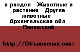  в раздел : Животные и растения » Другие животные . Архангельская обл.,Пинежский 
